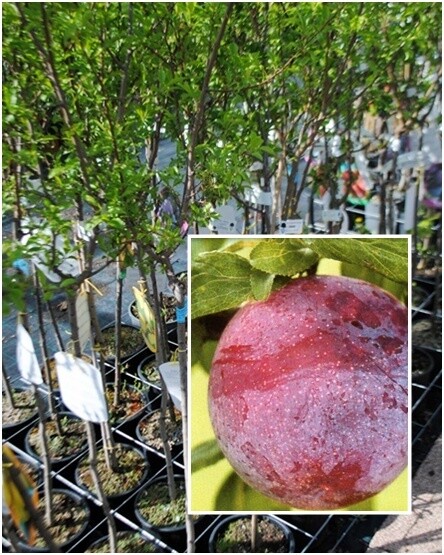Susino Santa Rosa, Prunus salicina - vaso Ø24 cm
