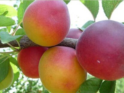 Biricoccolo, Susincocco, Prunus dasycarpa - vaso Ø24 cm