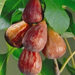 Fico 'Brown Turkey', Ficus carica 'Brown Turkey' cespuglio - vaso Ø24 cm