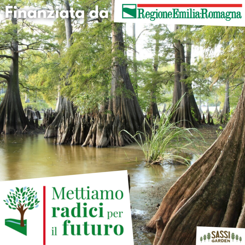 MRPF Taxodium distichum, Cipresso Calvo/Cipresso delle Paludi - ALBERO IN VASO ALTO MRPF Taxodium distichum, Cipresso Calvo/Cipresso delle Paludi - ALBERO IN VASO ALTO