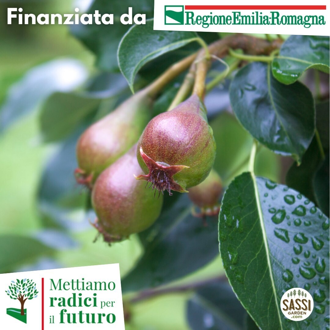 MRPF Pyrus communis - Pero comune - Pero selvatico - ALBERO Alto