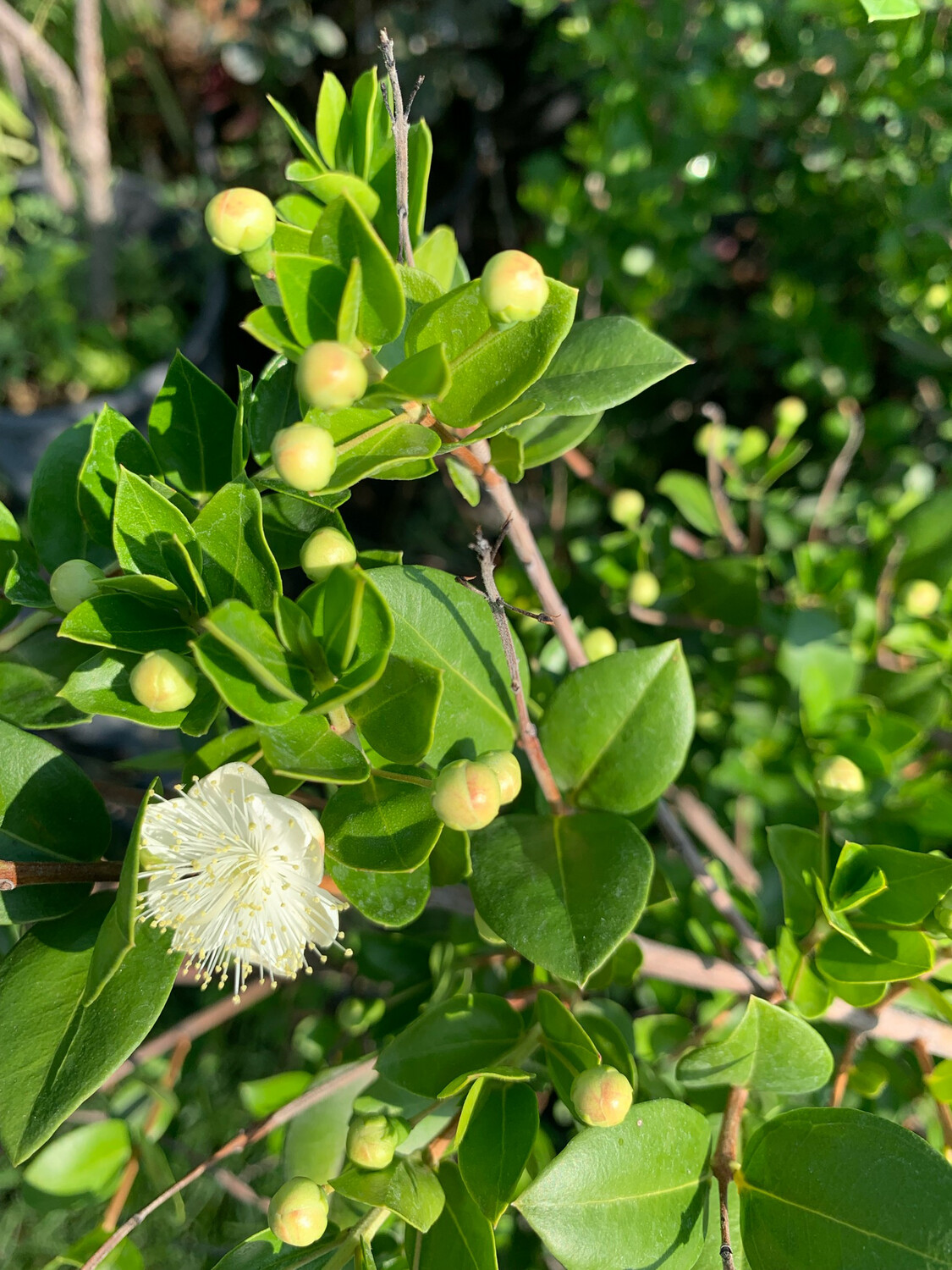 Mirto comune, Myrtus communis Luma - vaso Ø19 cm Mirto comune, Myrtus communis Luma - vaso Ø19 cm