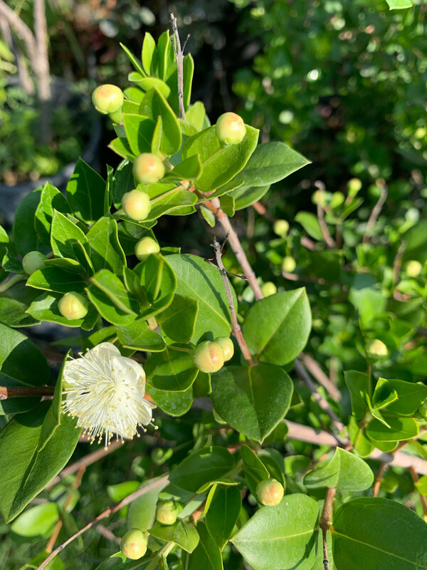 Mirto comune, Myrtus communis Luma - vaso Ø19 cm