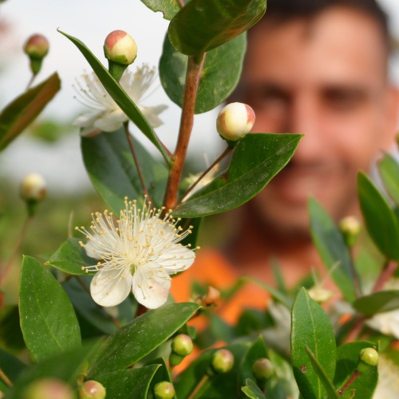Mirto comune, Myrtus communis Luma - vaso Ø17 cm