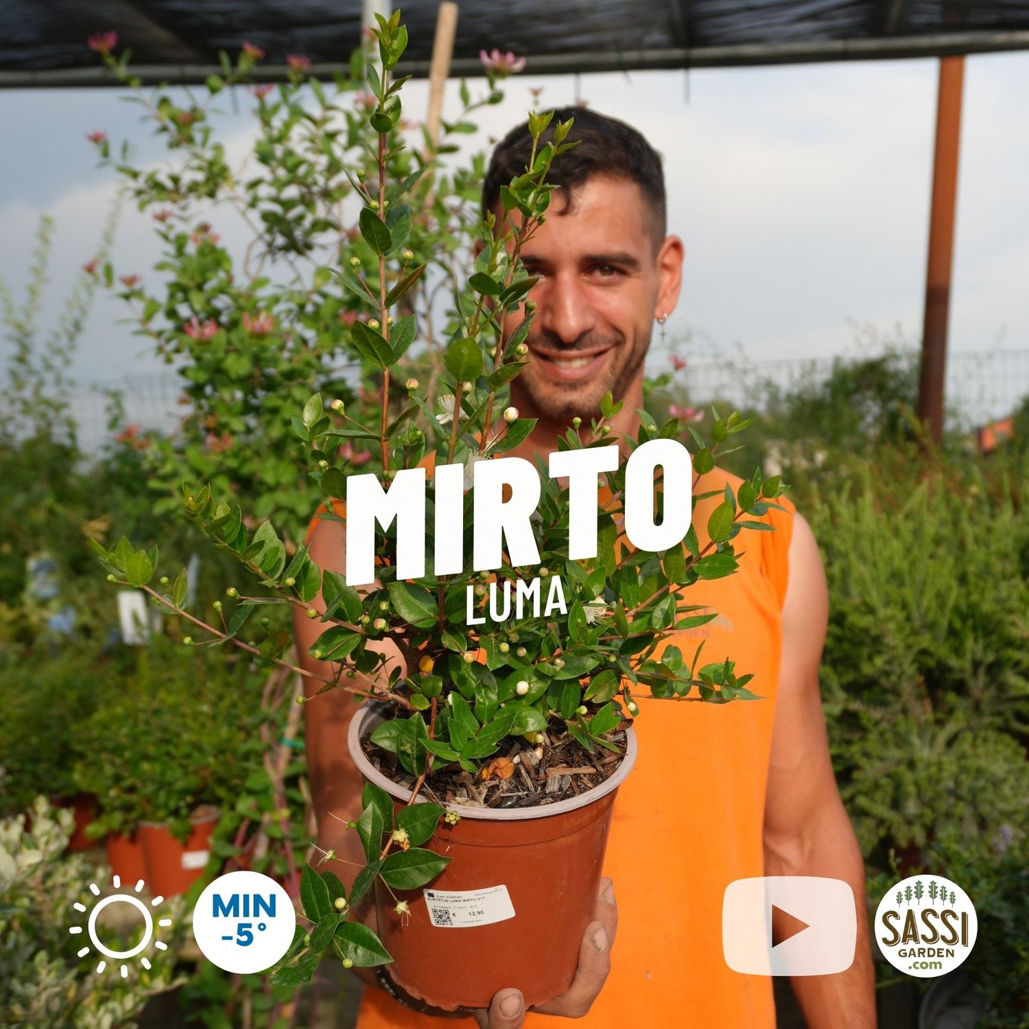 Mirto comune, Myrtus communis Luma - vaso Ø17 cm