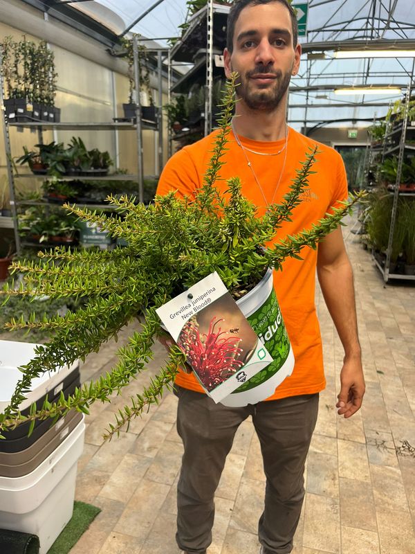 Grevillea 'Canberra New Blood' - pot Ø19 cm