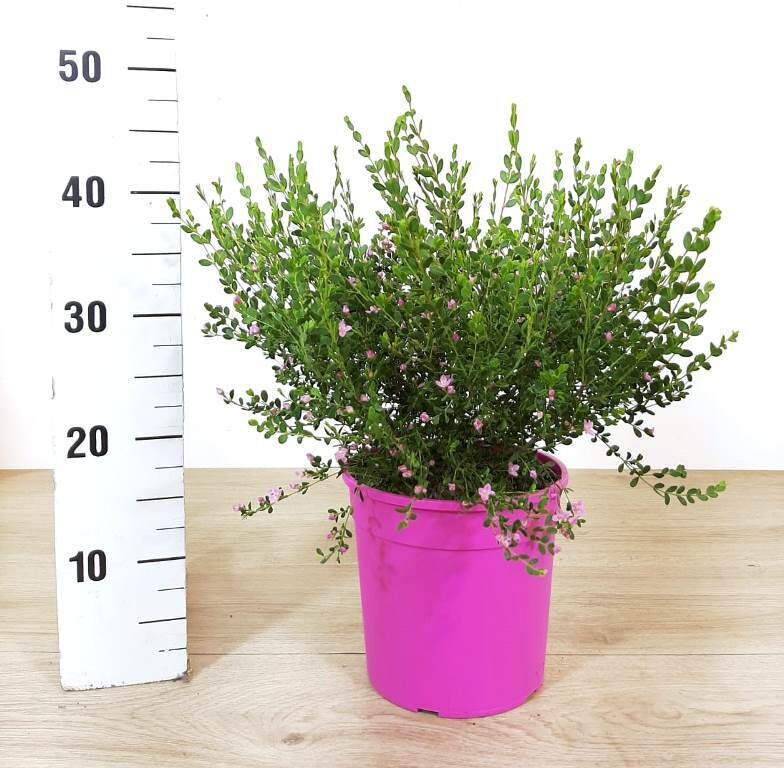 Boronia Crenulata - vaso 17