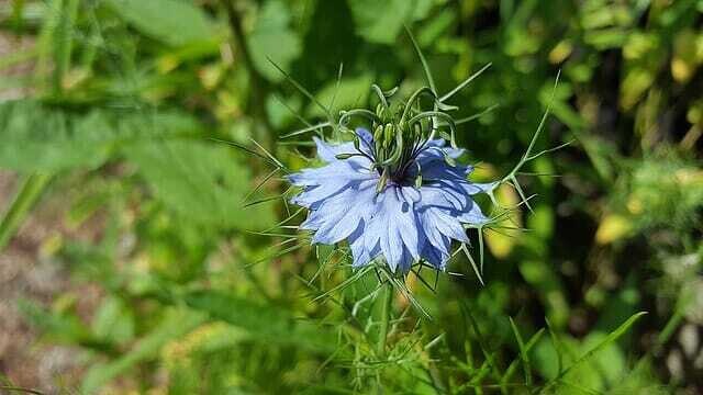 Nigella, Cumino nero, Nigella Sativa - vaso Ø14 cm Nigella, Cumino nero, Nigella Sativa - vaso Ø14 cm