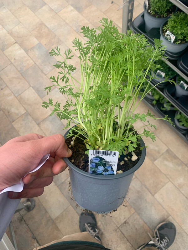 Nigella, Cumino nero, Nigella Sativa - vaso Ø14 cm