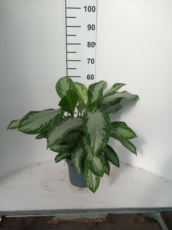 Aglaonema 'Silver Bay', Pianta Portafortuna Feng Shiu - vaso Ø21 cm