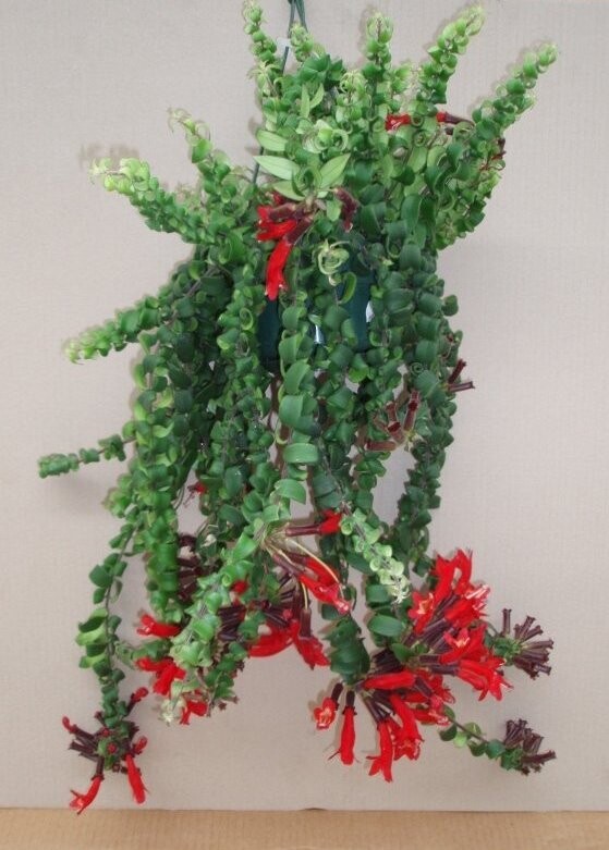Aeschynanthus lobbianus, Eschinanto Rasta, pianta rossetto - basket Ø15 cm