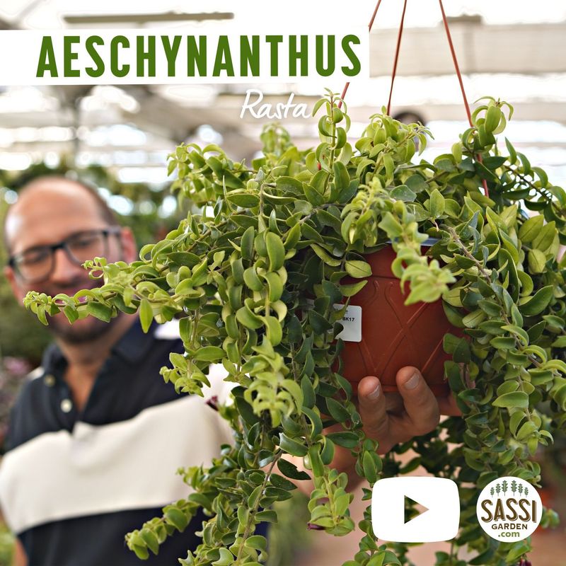 Aeschynanthus lobbianus, Eschinanto Rasta, pianta rossetto - basket Ø15 cm Aeschynanthus lobbianus, Eschinanto Rasta, pianta rossetto - basket Ø15 cm