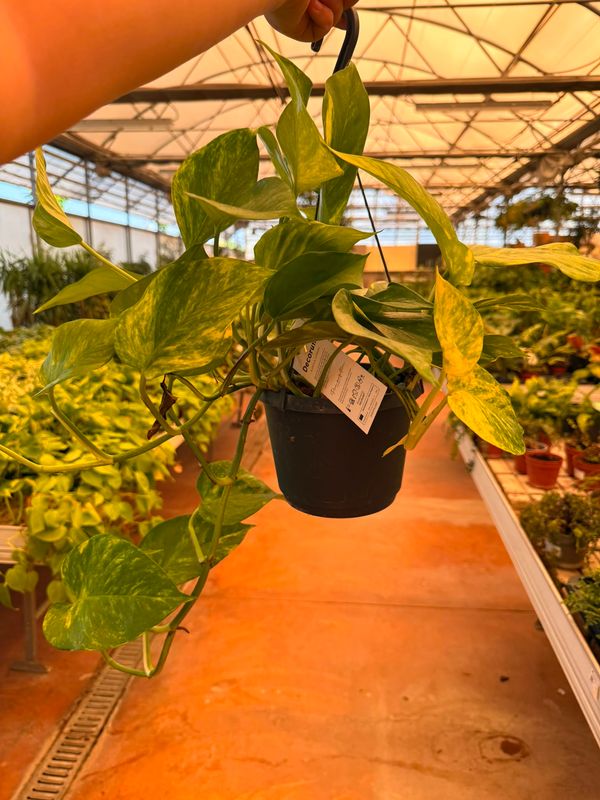 Epipremnum pinnatum 'Aureum', Potus, Potos, Pothos, Photus - basket Ø20 cm