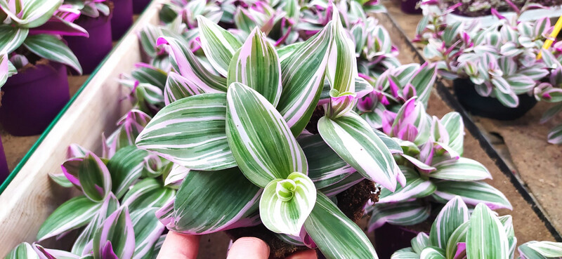 Tradescantia Nanouk, Erba miseria, Tradescanzia - vaso Ø12 cm