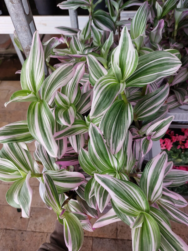 Tradescantia Nanouk, Erba miseria, Tradescanzia - vaso Ø12 cm