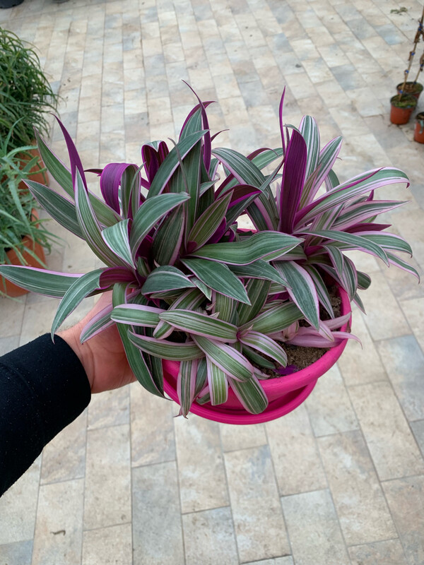 Rhoeo Discolor, Tradescantia, Erba Miseria - vaso Ø20 cm