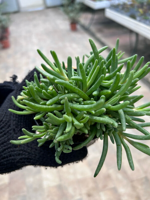 Delosperma cooperi - vaso Ø11 cm
