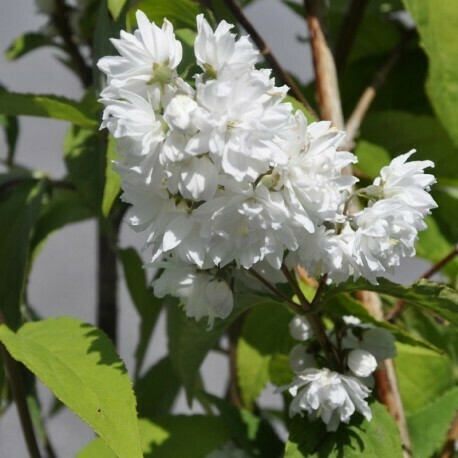 Deutzia Magnifica, Deuzia Magnifica - vaso Ø18 cm