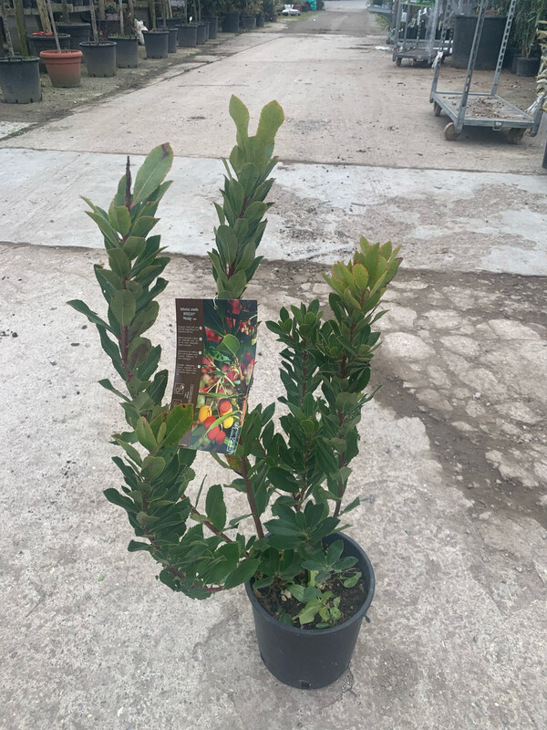 Arbutus Unedo, Corbezzolo - vaso Ø18 cm