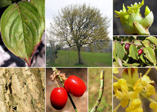 Cornus mas, Corniolo, Arbusto - vaso Ø30 cm, h 130 cm
