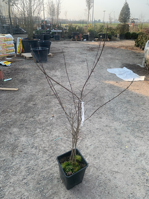 Cornus mas, Corniolo, Arbusto - vaso Ø30 cm, h 130 cm