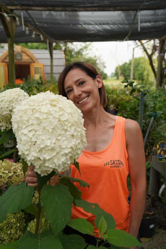 Hydrangea arborescens 'Annabelle Marshmallow', Ortensia Annabelle - vaso Ø19 cm