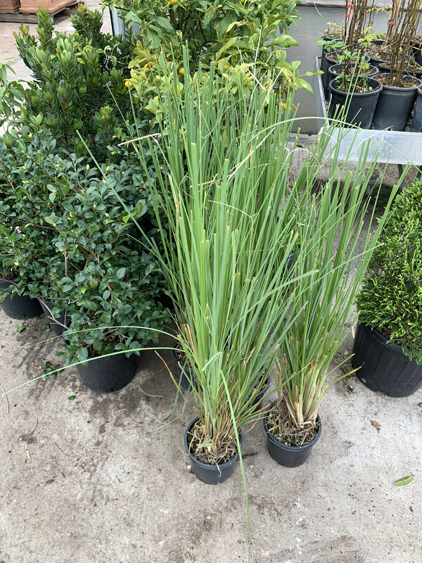 Cortaderia selloana 'Rosea', Erba della Pampa, Gynerium - vaso Ø17 cm, h 60-70 cm