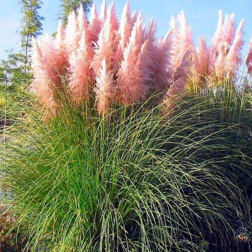 Cortaderia selloana 'Rosea', Erba della Pampa, Gynerium - vaso Ø17 cm, h 60-70 cm