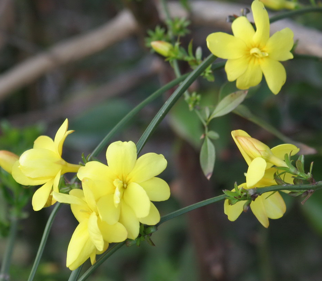 Gelsomino Primulinum, Jasminum primulinum - vaso Ø15 cm, h 80 cm Gelsomino Primulinum, Jasminum primulinum - vaso Ø15 cm, h 80 cm