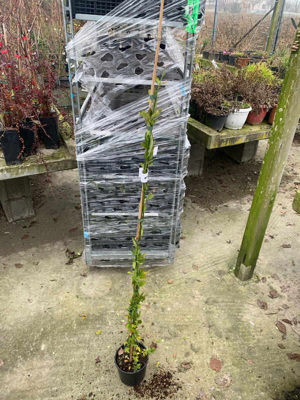 Gelsomino Primulinum, Jasminum primulinum - vaso Ø15 cm, h 80 cm