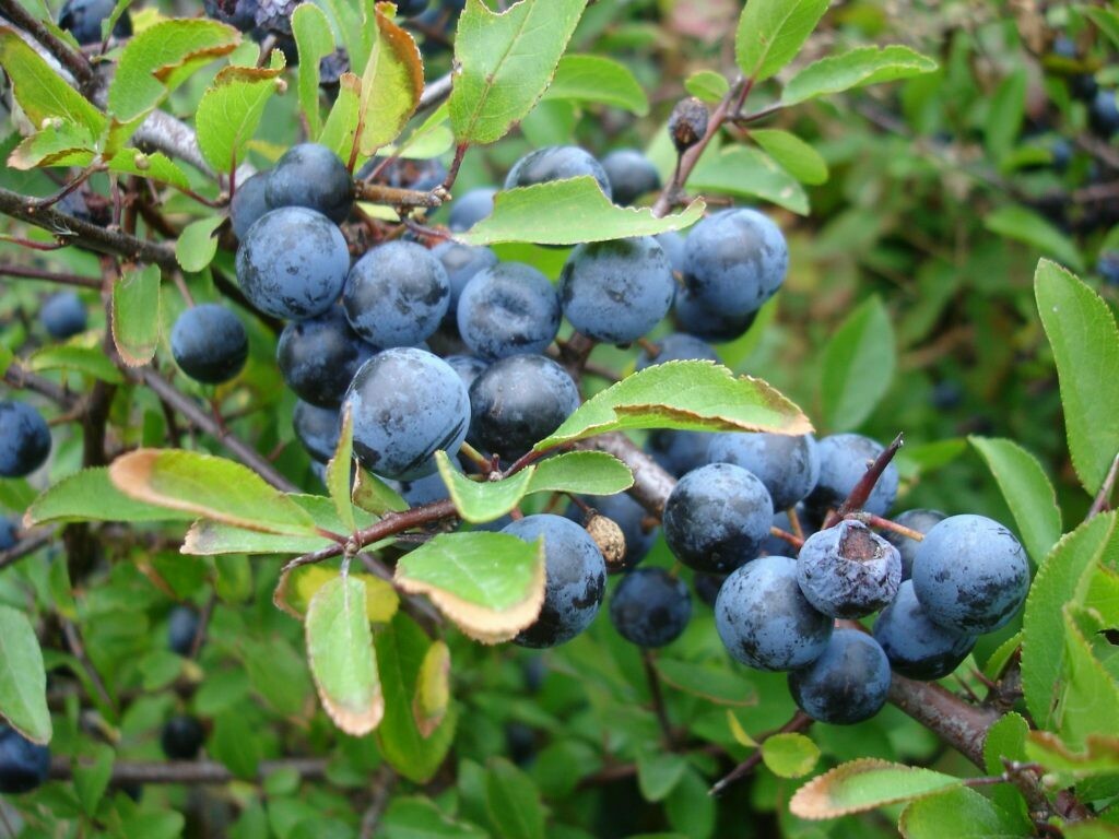 Prunus spinosa, Prugnolo selvatico - vaso Ø18 cm, h 120 cm Prunus spinosa, Prugnolo selvatico - vaso Ø18 cm, h 120 cm