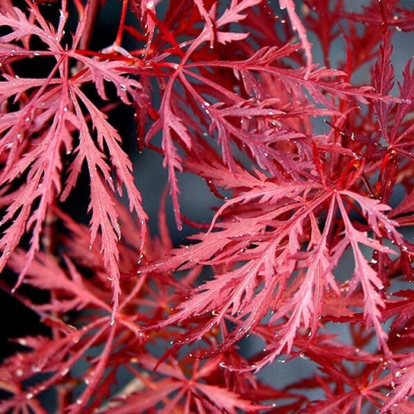 Acer palmatum Dissectum " Stella Rossa " - Acero Giapponese Nano  - vaso Ø 24cm H