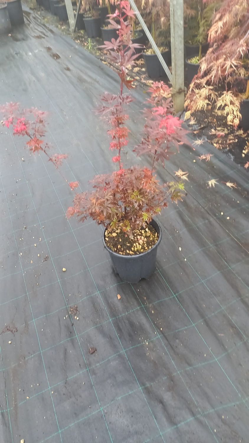Acer palmatum 'Stella Rossa'  - Acero Palmato rosso - vaso Ø 24cm H