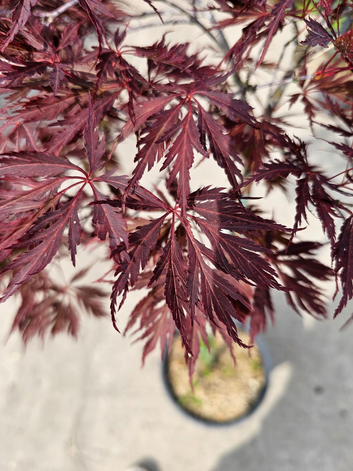 Acer palmatum var. dissectum 'Inaba Shidare', Acero Giapponese Nano - vaso Ø22 cm, h 110/120 cm