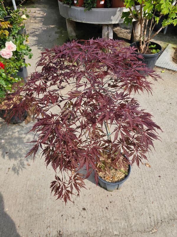 Acer palmatum var. dissectum 'Inaba Shidare', Acero Giapponese Nano - vaso Ø22 cm, h 110/120 cm