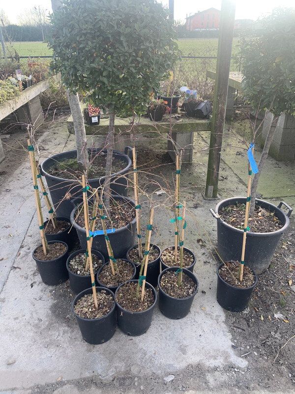 Acer palmatum 'Fire Glow', Acero Giapponese Rosso Palmato 'Bagliore di Fuoco' FG1 - vaso Ø26 cm H 110/120cm