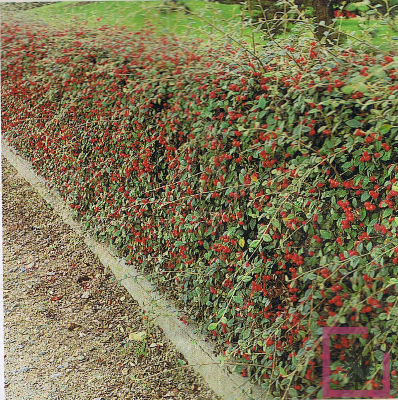 Cotoneaster Franchetii, Cotognastro di Franchet - vaso Ø17 cm