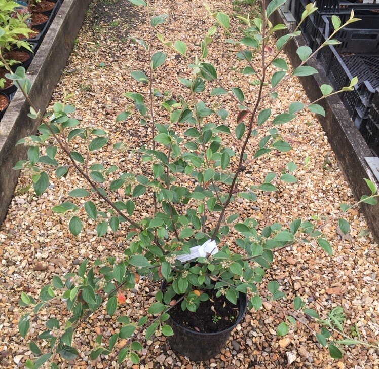 Cotoneaster Franchetii, Cotognastro di Franchet - vaso Ø17 cm