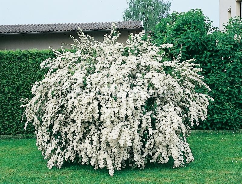 Spirea Spiraea Vanhouttei - vaso Ø18 cm