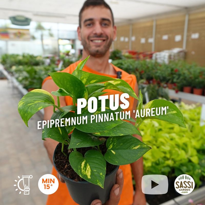 Epipremnum Pinnatum 'Aureum', Scindapsus Aureus, Potus, Potos, Pothos, Photus - vaso Ø12 cm