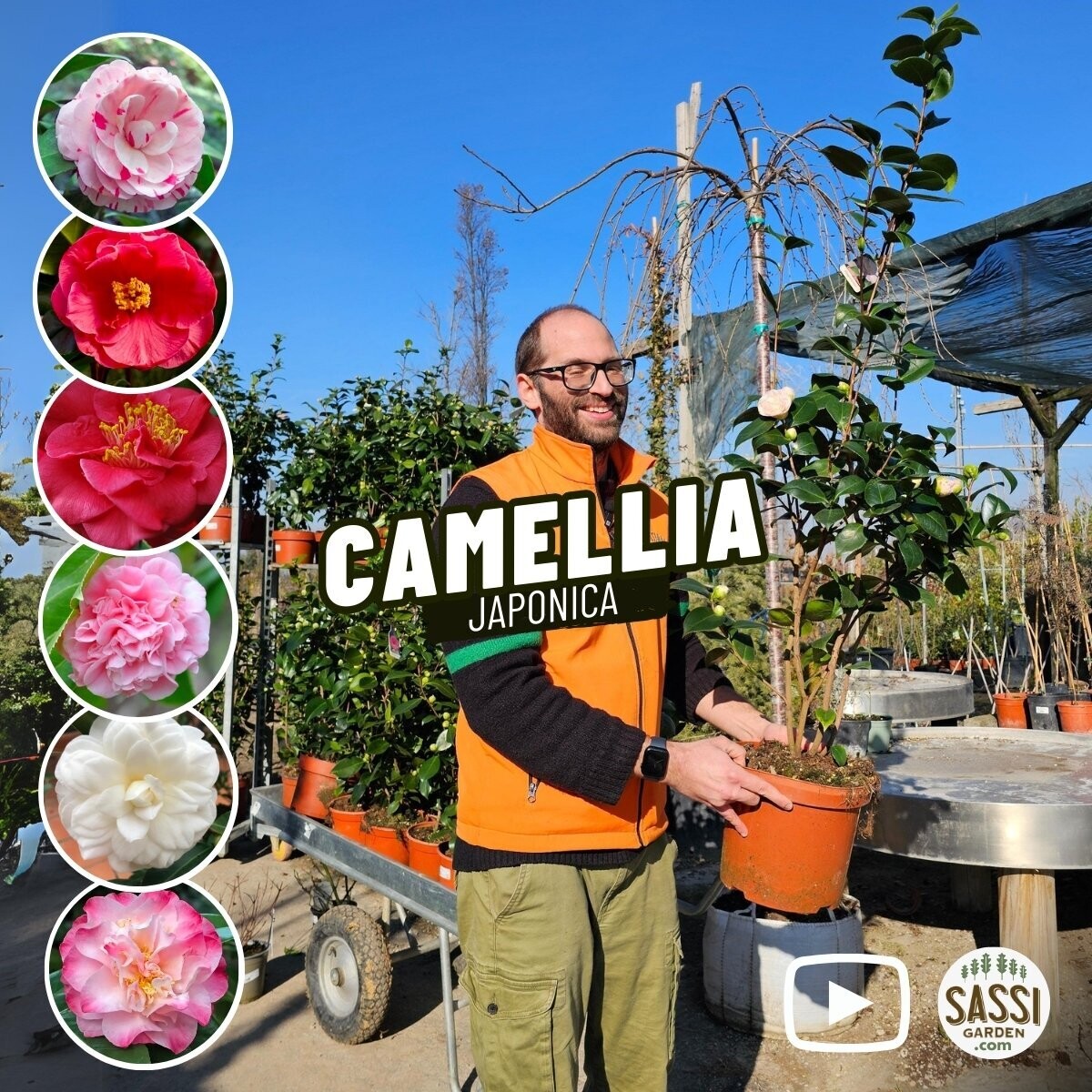 Camellia Japonica, Camelia del Giappone - vaso Ø28 cm Camellia Japonica, Camelia del Giappone - vaso Ø28 cm