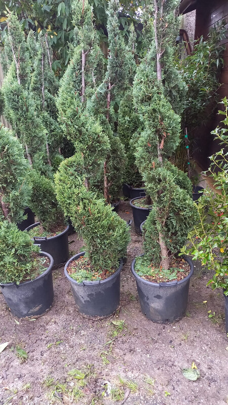 Cipresso Leylandii Spirale, Cupressocyparis leylandii - vaso Ø26 cm, h 160 cm