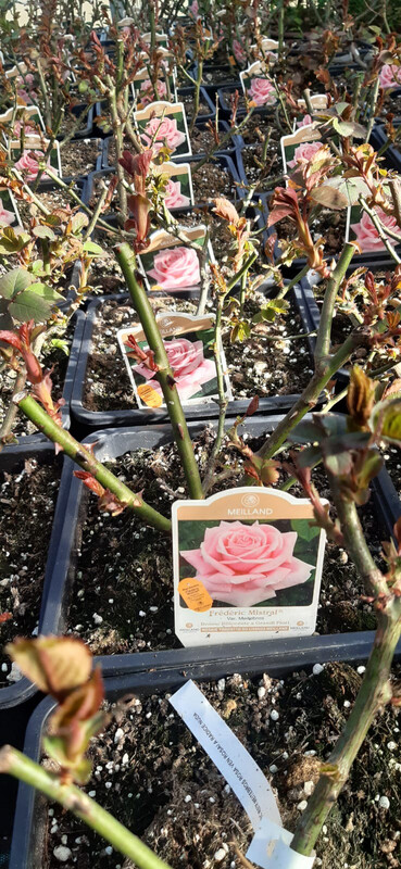 Rosa 'Frédéric Mistral' ® Rosa Gradi Fiori - vaso 22X22 cm