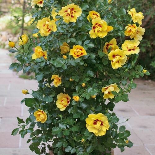 Rosa Rose - Rampicanti - Meilland Eyeconic®vaso 24