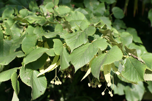 Tilia platyphyllos, Tiglio Nostrano - vaso Ø18 cm, h 110 cm Tilia platyphyllos, Tiglio Nostrano - vaso Ø18 cm, h 110 cm