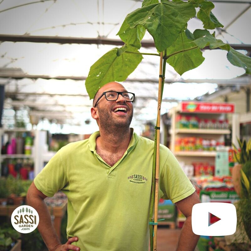 Albero di Paulownia Tomentosa LIGNIFICATA, Pawlonia/Paulonia/Albero dei fazzoletti/Albero imperiale - vaso Ø26 cm, h 180 cm (incannato) Albero di Paulownia Tomentosa LIGNIFICATA, Pawlonia/Paulonia/Albero dei fazzoletti/Albero imperiale - vaso Ø26 cm, h 180 cm (incannato)