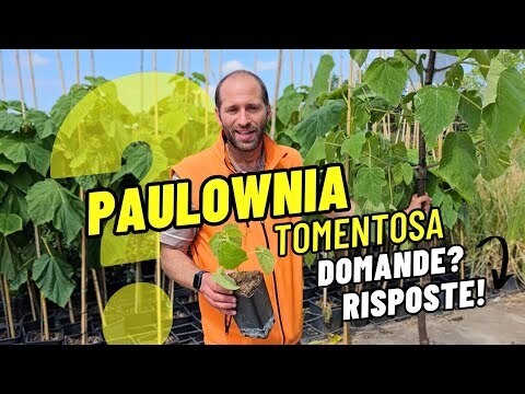 Albero di Paulownia Tomentosa LIGNIFICATA, Pawlonia/Paulonia/Albero dei fazzoletti/Albero imperiale - vaso Ø26 cm, h min 100 cm (incannato)