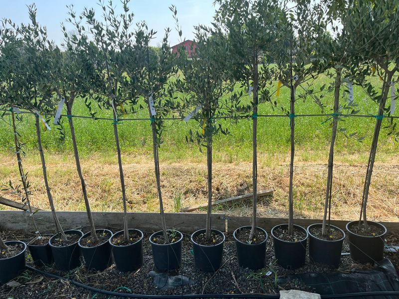 Ulivo, Olivo, Olea europaea - vaso Ø22 cm, 3-4 anni