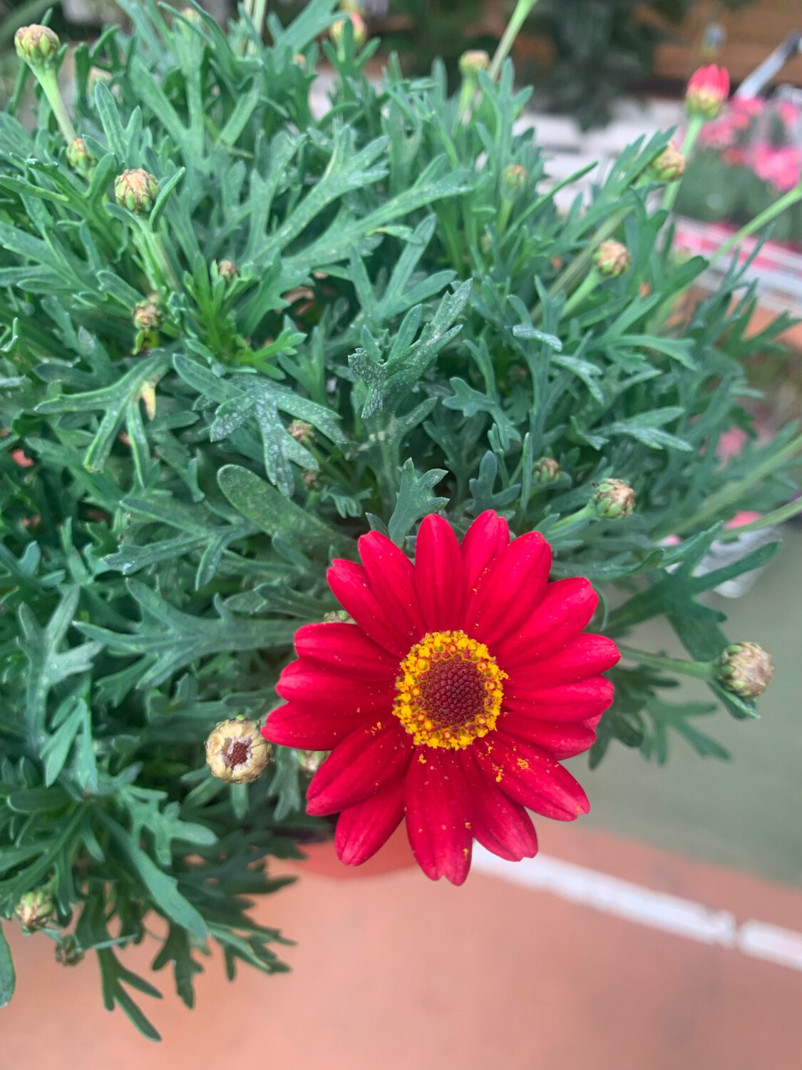 Margherita delle Canarie, Agryranthemum - vaso 14 cm