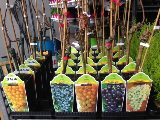 Vite da tavola Zibibbo-  Vitis vinifera var. muscat of Alexandria- Vaso 12 alto